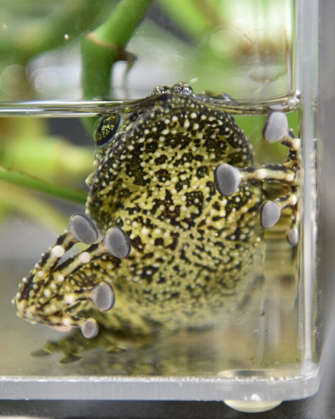 Vietnamese Mossy Frog