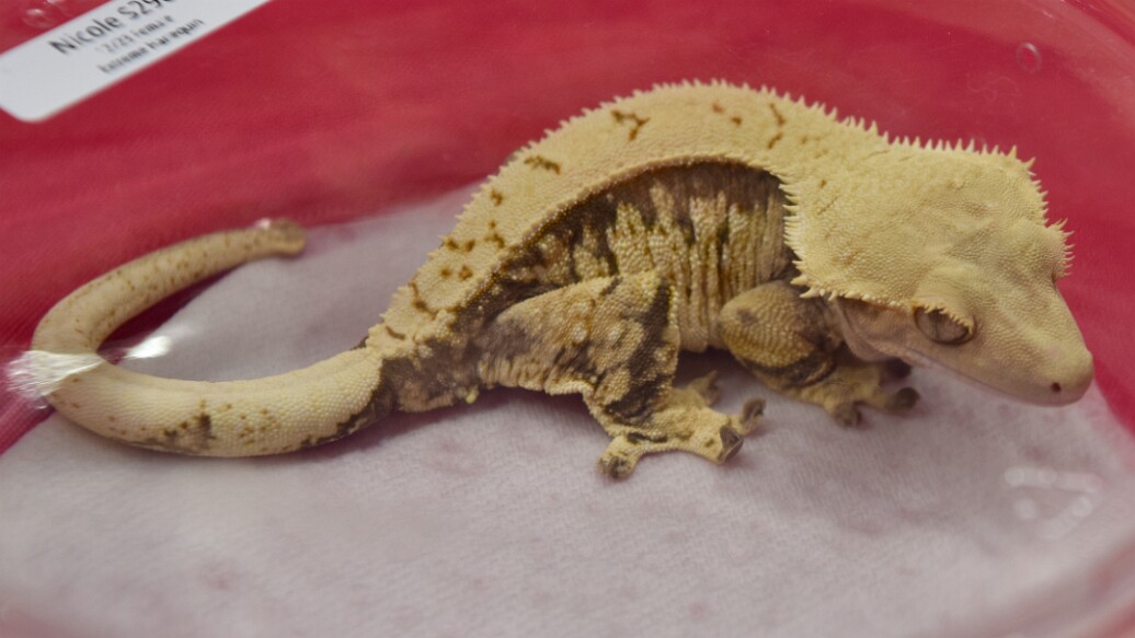 Extreme Harlequin Frilled Gecko