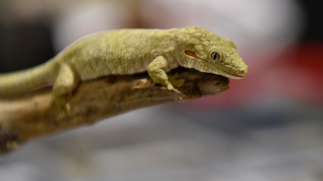Friendly Symmetrical Gecko Face