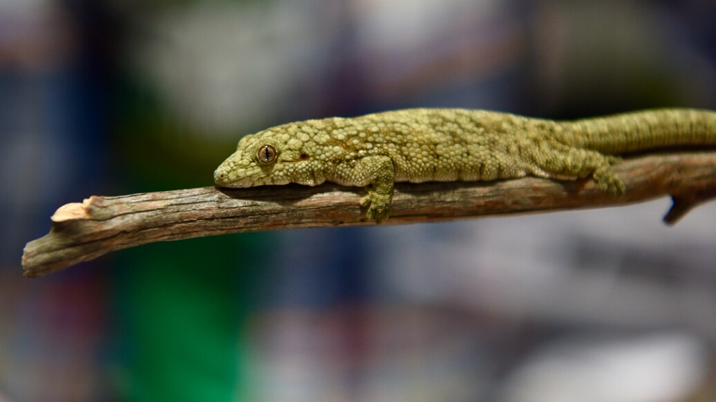 Western Chameleon Gecko Showing Its Texture