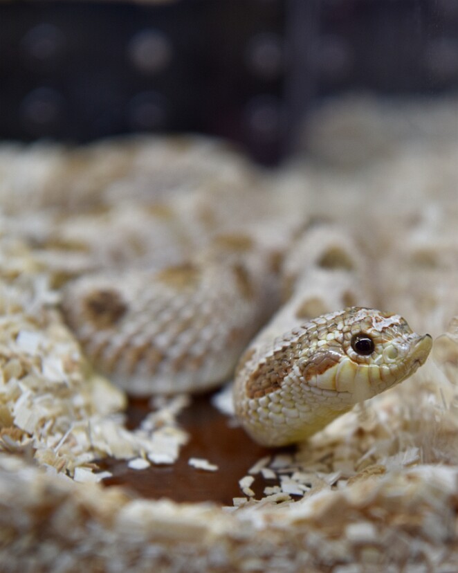 Het Lucy Western Hognose Snake