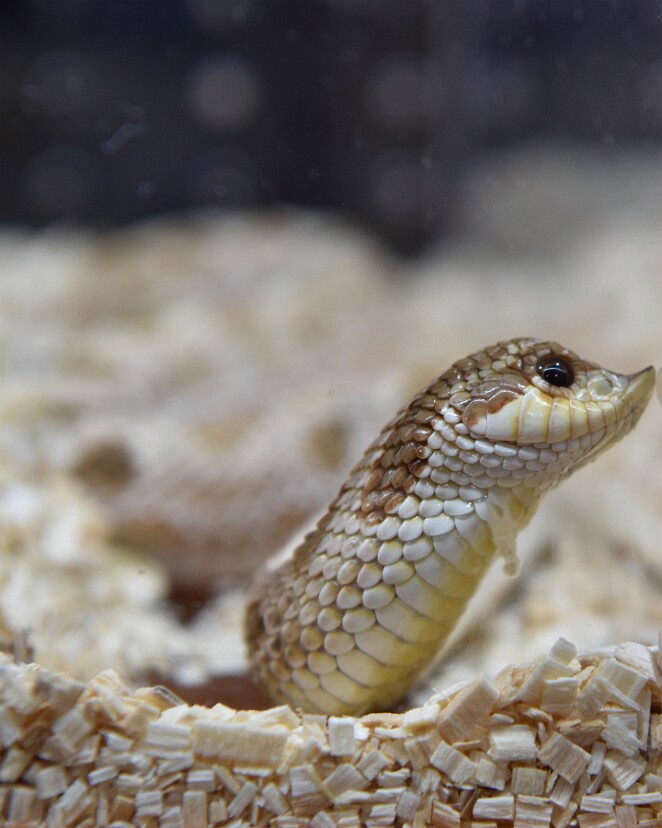 That Hognose Face Side Profile