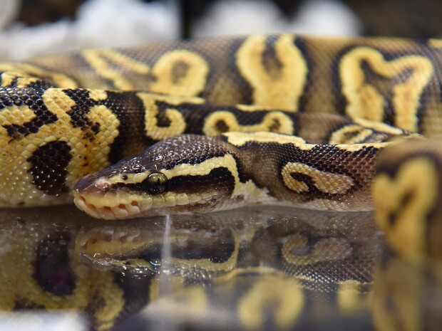 Ballmore Pythons and Solstice Royals