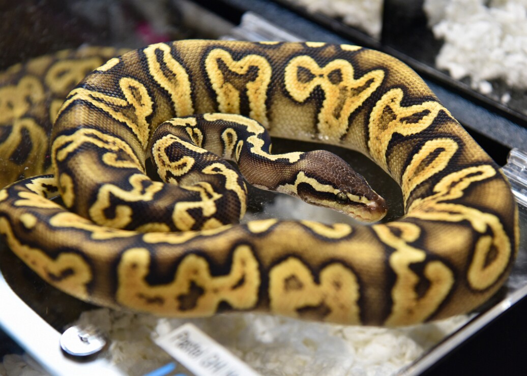 Repeating Random Forms