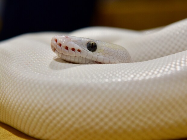 Baltimore Critter Society