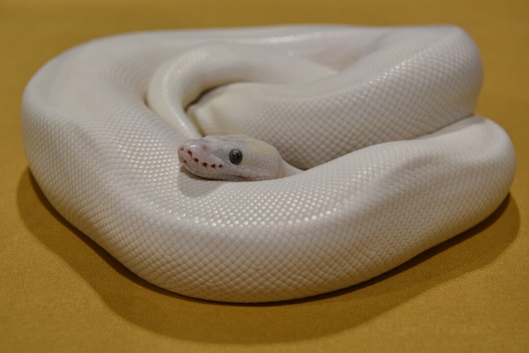 Blue Eyed Leucistic Ball Python at Rest