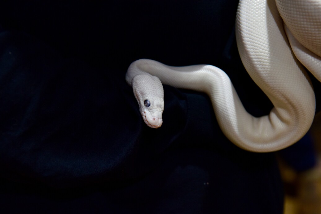 Bright Against the Dark