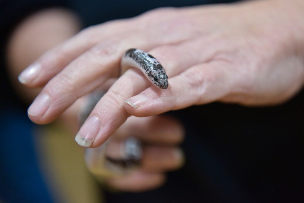 Burrowing Through Fingers