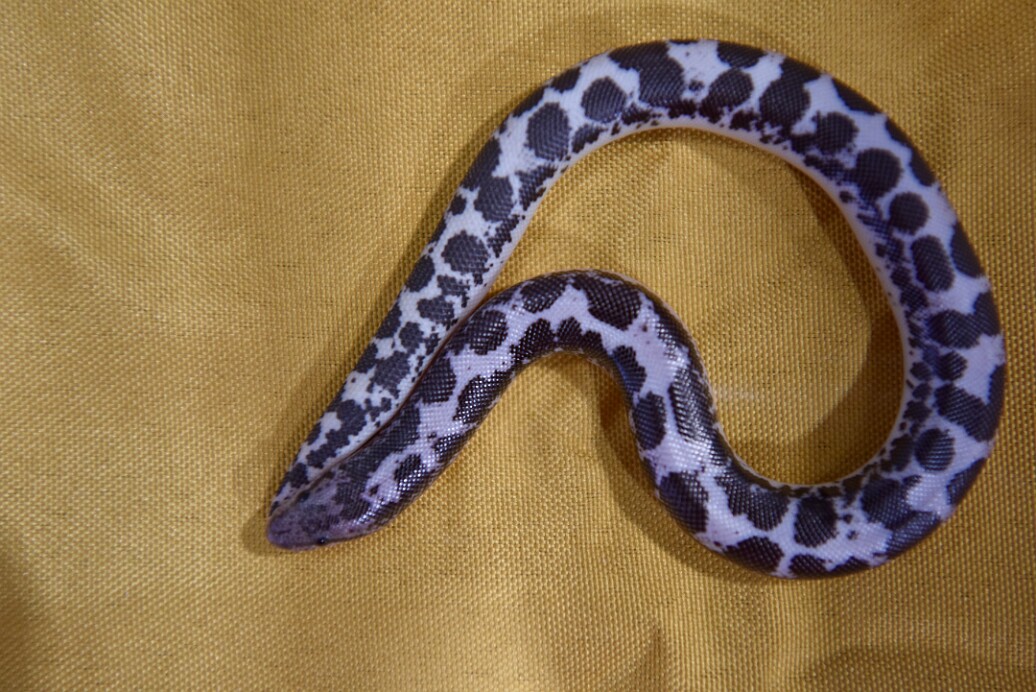 Kenyan Sand Boa Tail to Head