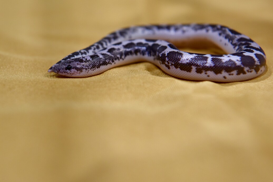 Kenyan Sand Boa Wondering Where to Burrow
