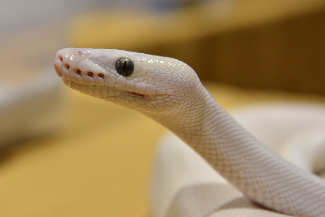 Raised and Wondering