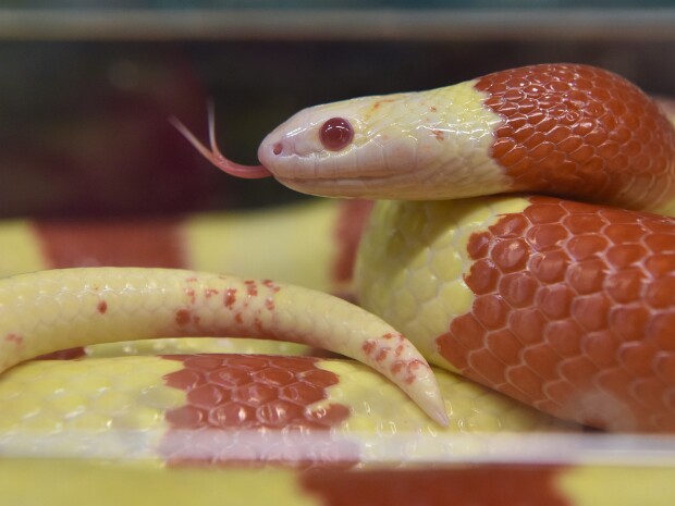 Hagerstown Scales and Tails