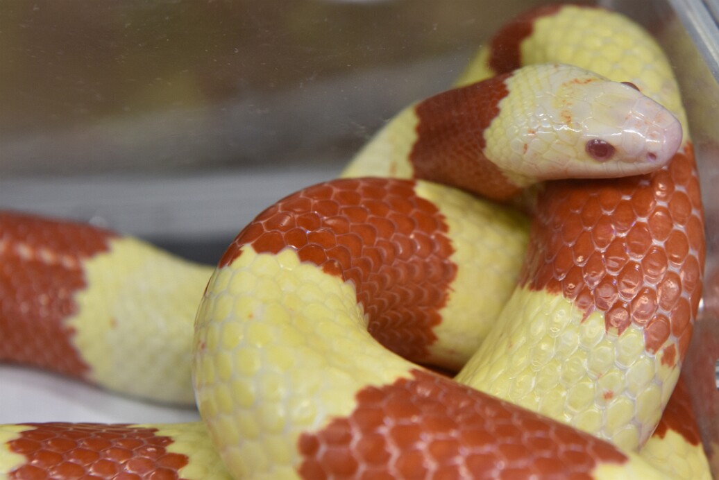 Extreme Tangerine Honduran Milksnake Head on Body