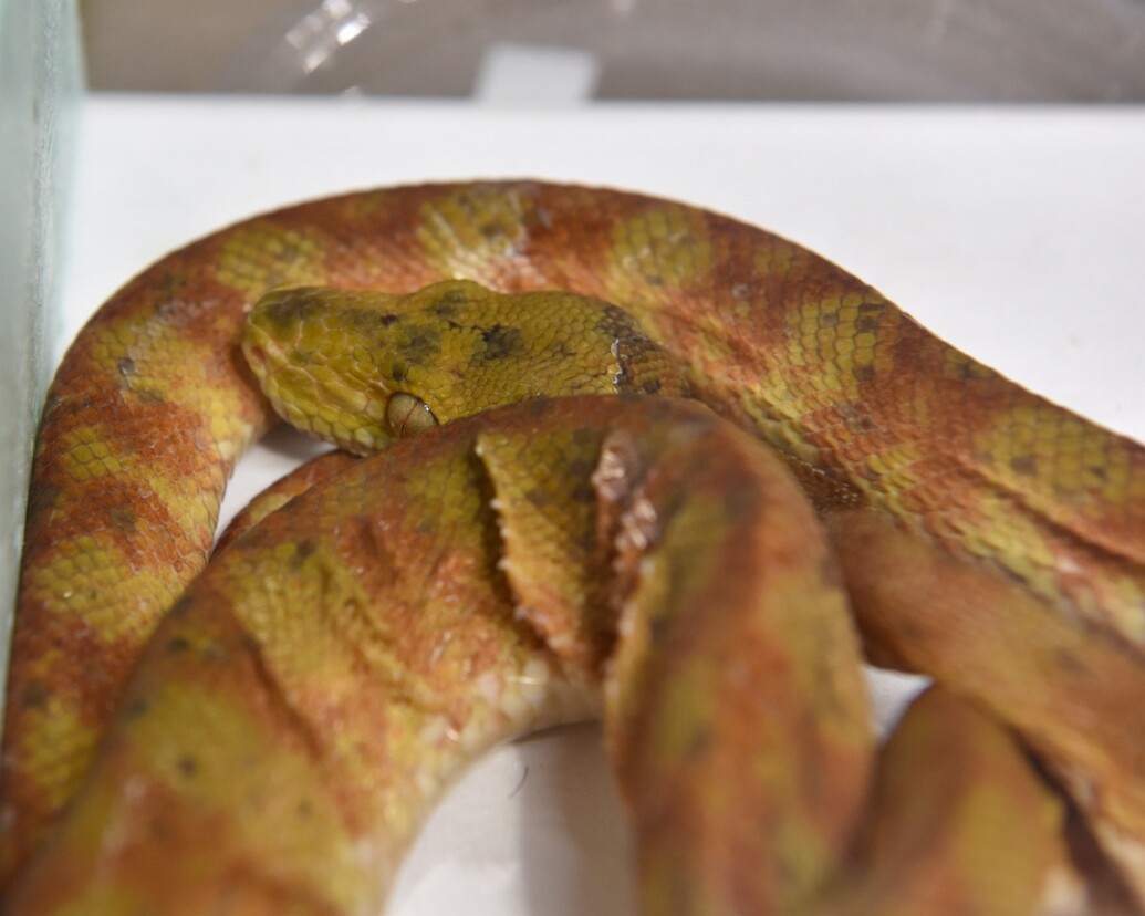 Red Amazon Tree Boa