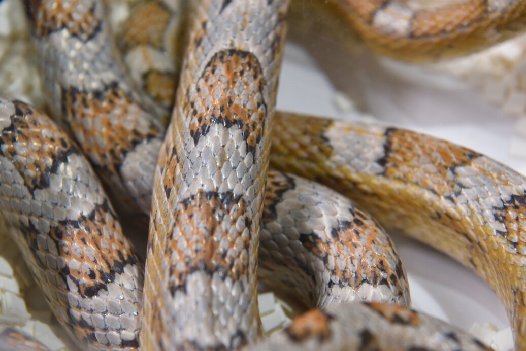 Ghost Corn Snake Patterns