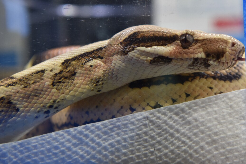 VPI Pink Panther Jungle Ball Python