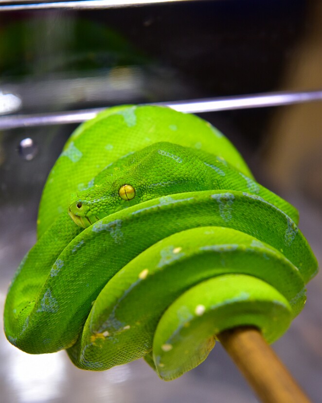 Beautiful Yellow Eye