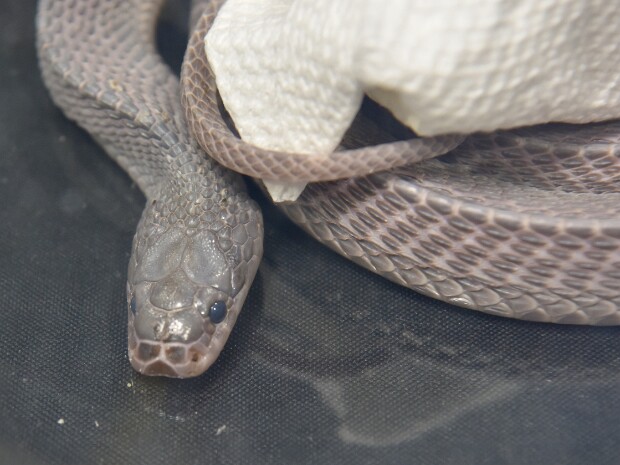 Royal Kaleidoscope Chameleons