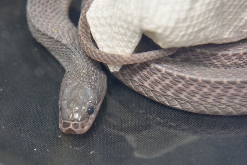 Female Cape File Snake Peeking Out