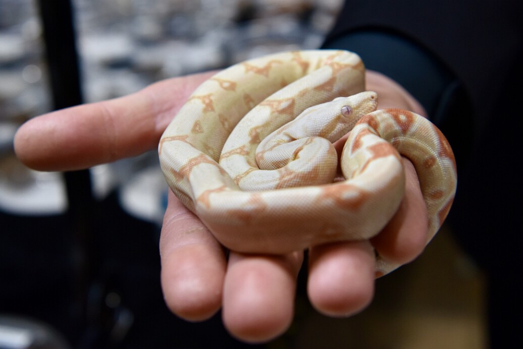 Handheld Constrictor