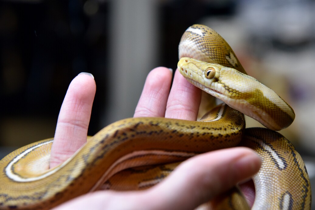 Reticulated Python on Fingers