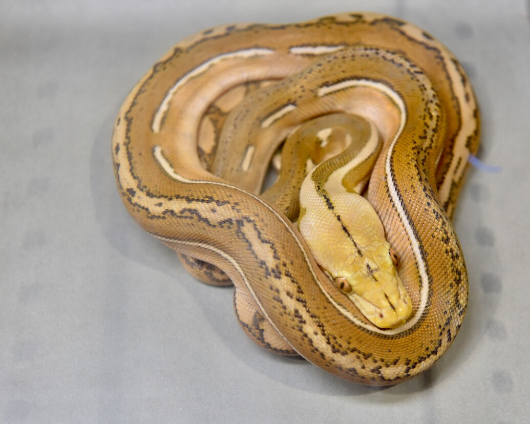 Simple and Amazing Patterning