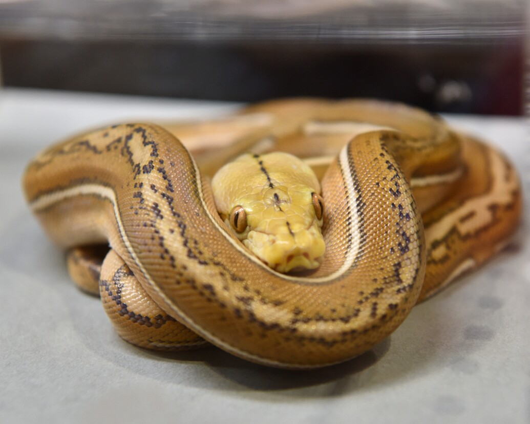 Staring From Within Themself