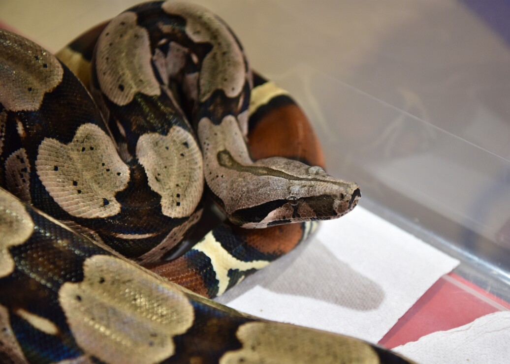 Guyana Boa Constrictor Becoming Less Chill