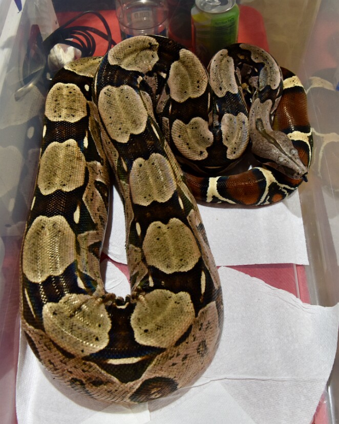 Guyana Boa Constrictor Chill For Now