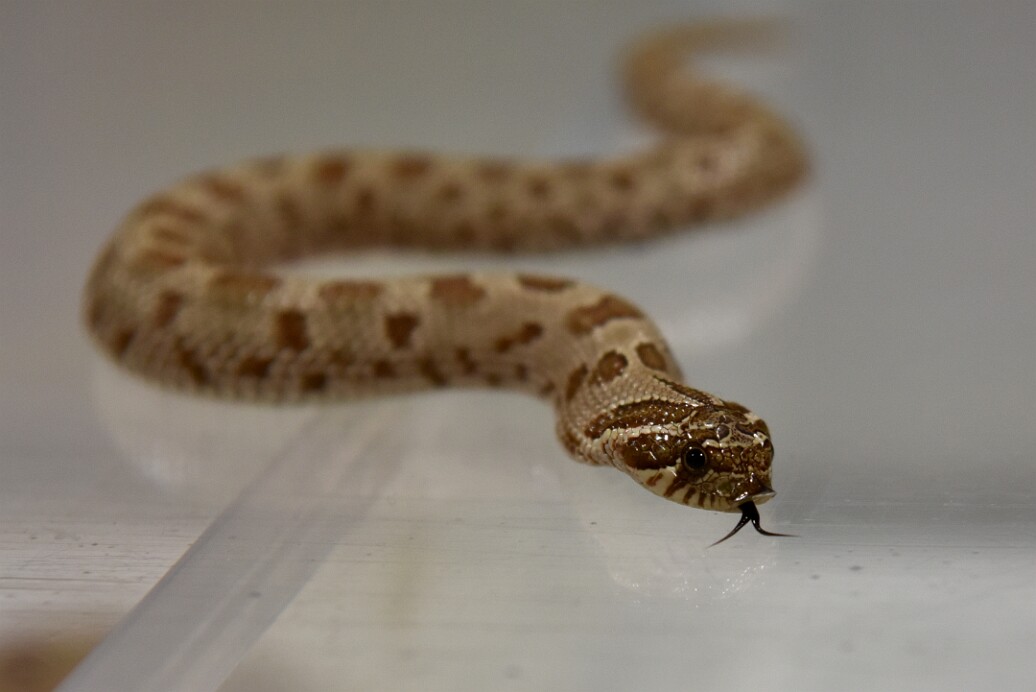 Hognose Exploring With Their Tongue 1