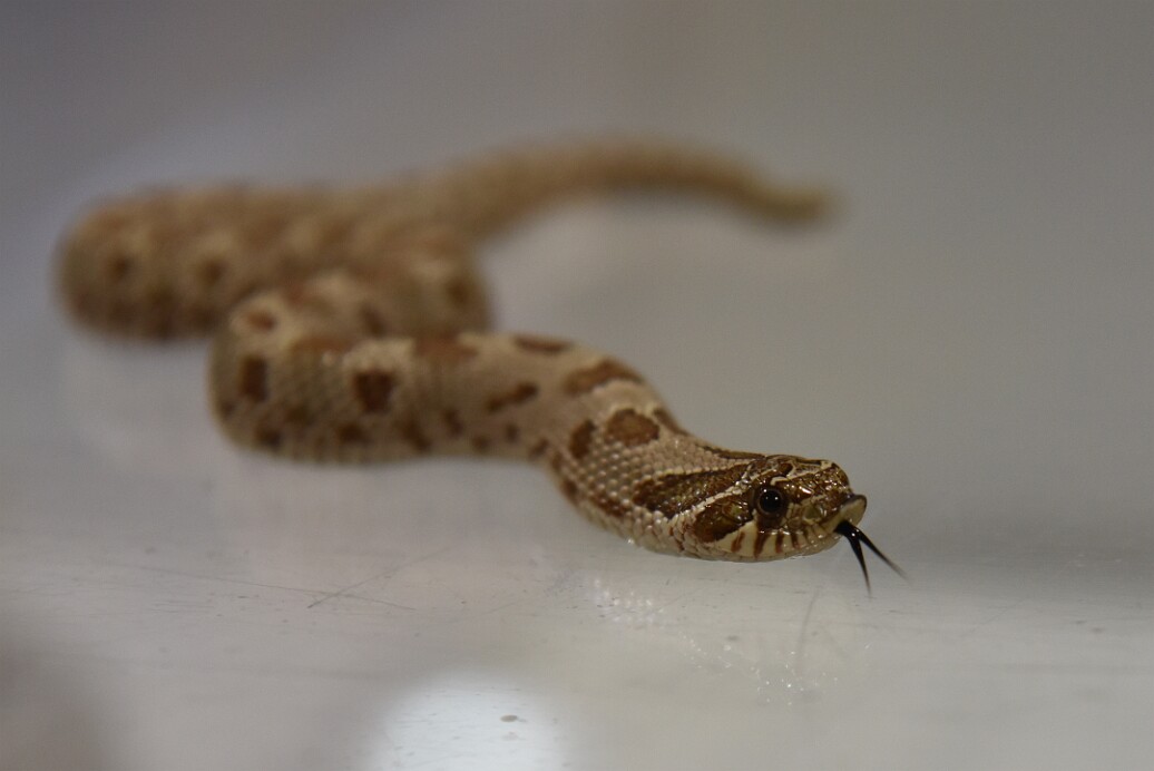 Hognose Exploring With Their Tongue 2