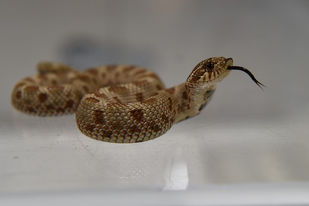 Hognose Exploring With Their Tongue 3