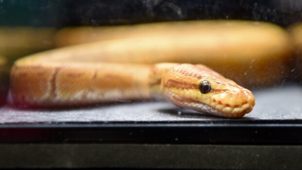 R and D Constrictors