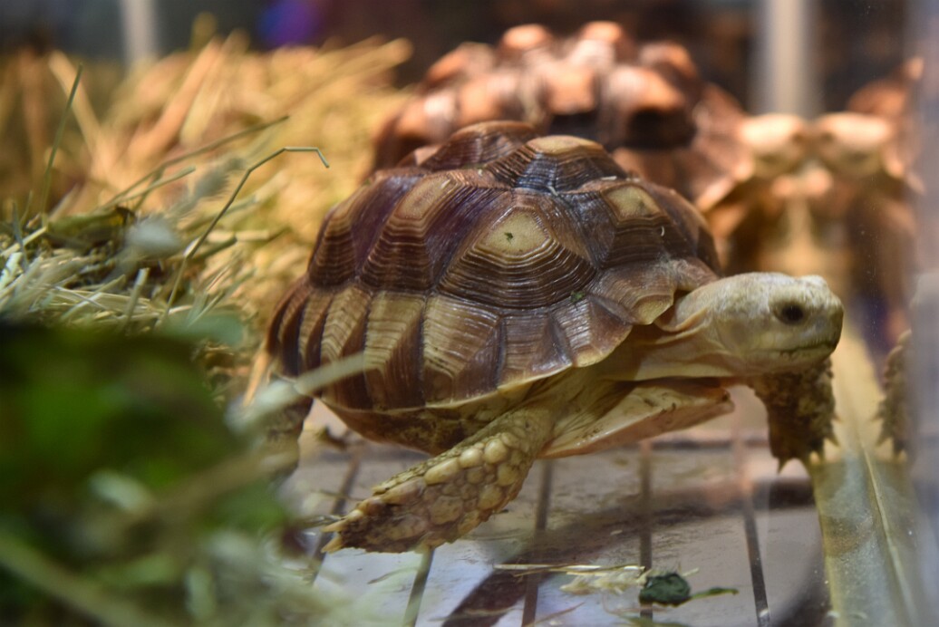 Very Active Sulcata