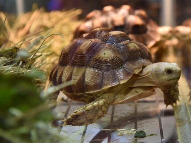 Turtles and Tortoises