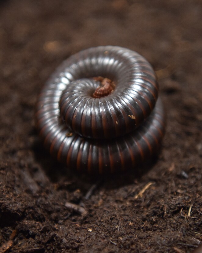 African Giant Milipede Curled Up