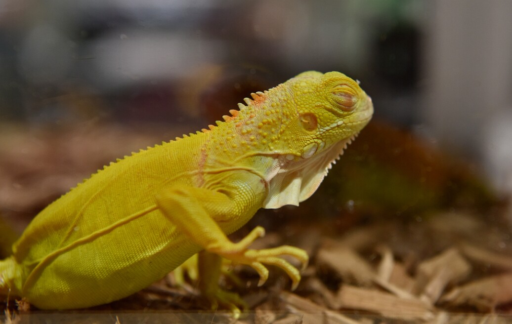 Albino Green Iguana Having a Bit of a Sleep
