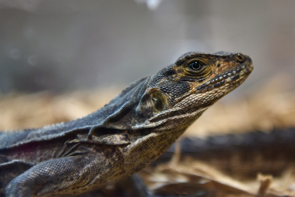 Black SpinyTail Iguana Looking Upward