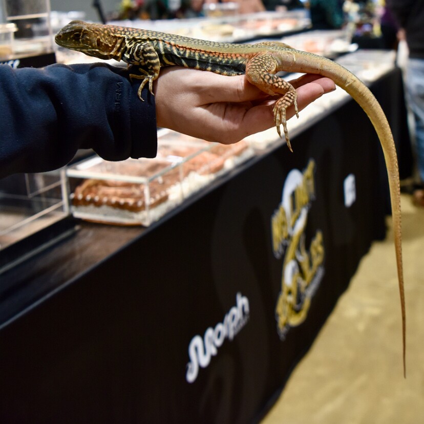 Giant Butterfly Agama With Long Toes and Tail