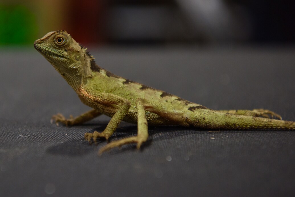 Mountain Horn Dragon Being Little and Unmoving