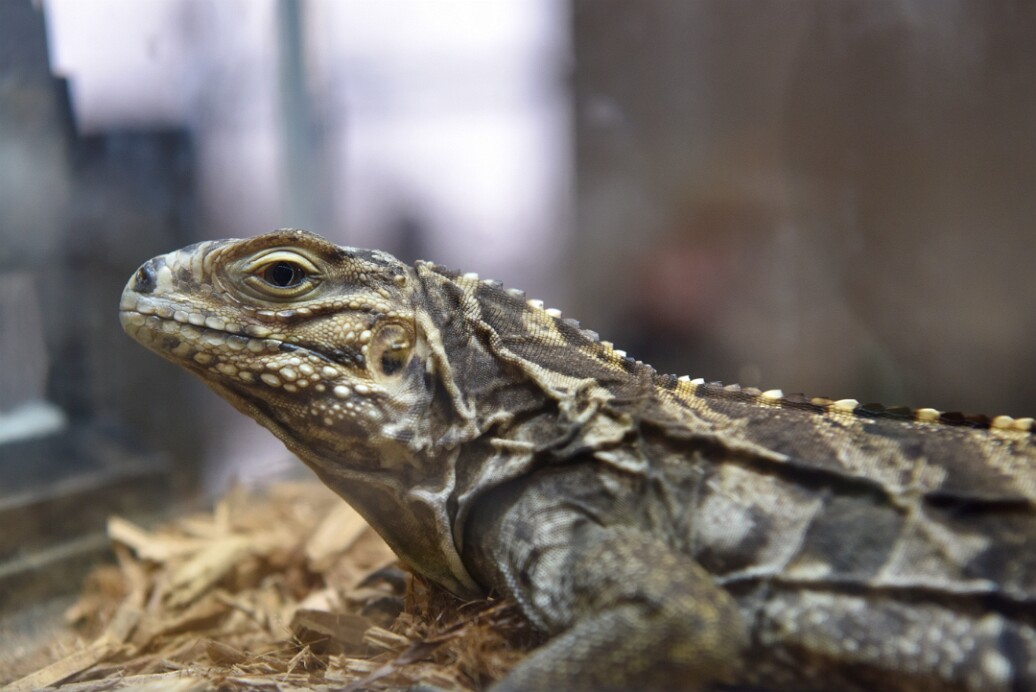 Stoic Look From a Male Lewisi Hybrid